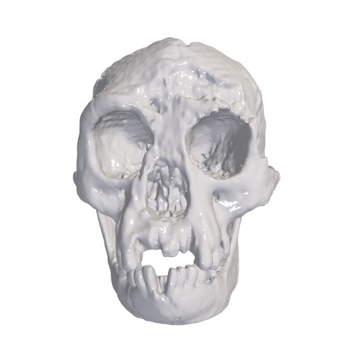 Homo Floresiensis Skull Cast